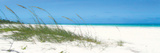 Dune Grasses