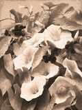 Convolvulus and Blackberries (Sepia)