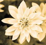 Dahlia Cream II