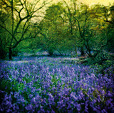Bluebell Wood I