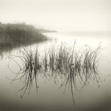 Reeds