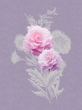 Clodine II