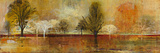 Tree Shadows II