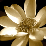 Lily Light I