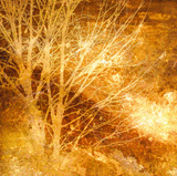 Rich Woodland I
