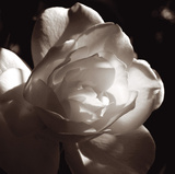 White Rose I