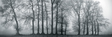 Silver Mists III