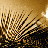Light on Palms II