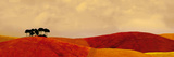 Downland I