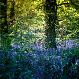 Bluebell Wood II