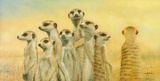 Meerkats