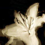 Lily Glow I