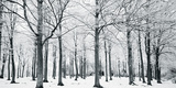 Glade In Winter