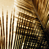 Light on Palms I