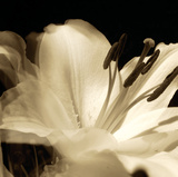 Lily Glow III