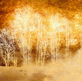 Rich Woodland II