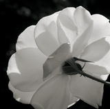 White Rose III