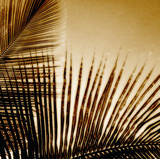 Light on Palms III