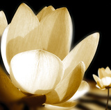 Lily Light III