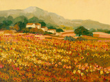 Afternoon Sun  Languedoc