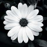 Daisy Light I