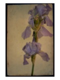 Purple Lilly
