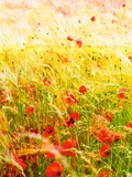 Magical Acres