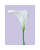 Serene Lily