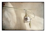 A White Flower and Bud