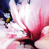 Magnolie