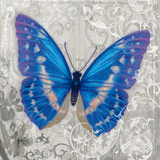 Blue Butterfly I