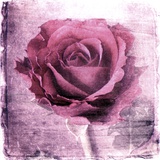 Old Rose