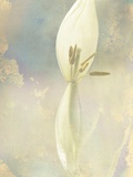 Tulip Fading