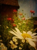 Poppy Days