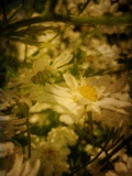 Dappled Daisies