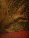 Lazy Daze
