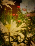 Poppy Summer