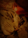 Wild Dreamer