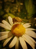 Bee Humble
