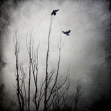 Two Bird Flying Near a Tree