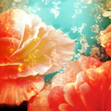 Orange Blossoms Ornamental