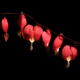 Six Bleeding Hearts