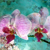 Poetic Orchids No 8