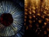 Urchin