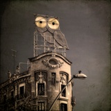 An Owl on a Roof in the City