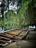 Willow Shade