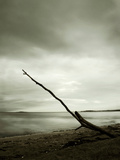 A Single Piece of Wood Washed Up on the Beach