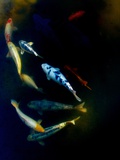 Koi
