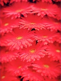 Gerbera Time