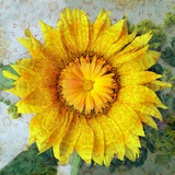Magical Sunflower